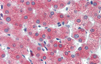 DBP Rabbit Polyclonal Antibody