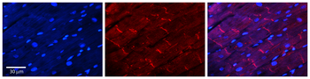 DDIT3 Rabbit Polyclonal Antibody