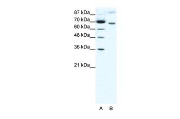 RACGAP1 Rabbit Polyclonal Antibody