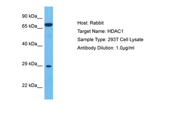 HDAC1 Rabbit Polyclonal Antibody