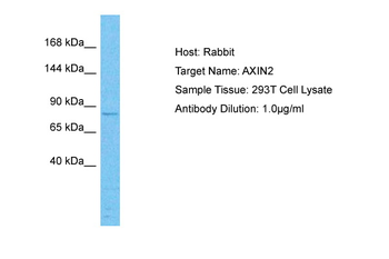 AXIN2 Rabbit Polyclonal Antibody