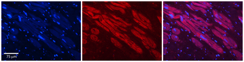 Hdac6 Rabbit Polyclonal Antibody