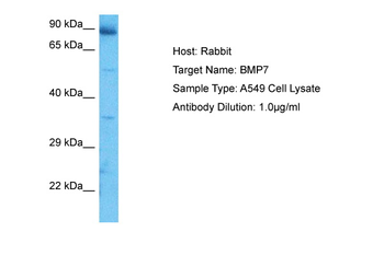 Bmp7 Rabbit Polyclonal Antibody