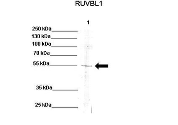 RUVBL1 Rabbit Polyclonal Antibody