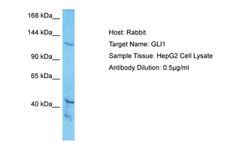 GLI1 Rabbit Polyclonal Antibody