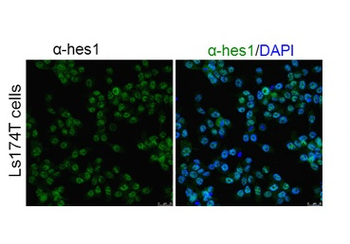 HES1 Rabbit Polyclonal Antibody