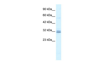 HES1 Rabbit Polyclonal Antibody