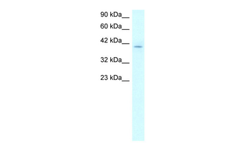 RUVBL2 Rabbit Polyclonal Antibody