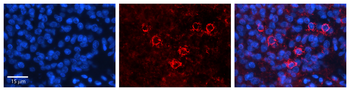 CTBP1 Rabbit Polyclonal Antibody