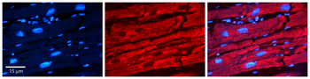 CTBP1 Rabbit Polyclonal Antibody