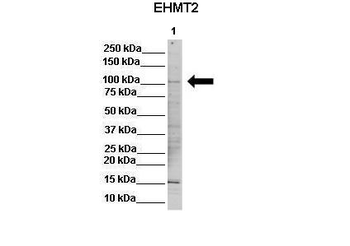 EHMT2 Rabbit Polyclonal Antibody