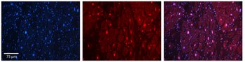 HIPK2 Rabbit Polyclonal Antibody