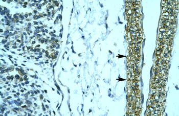 HOXD12 Rabbit Polyclonal Antibody