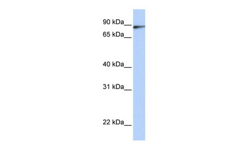 ILF3 Rabbit Polyclonal Antibody
