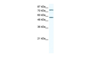 IRF4 Rabbit Polyclonal Antibody