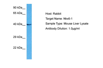 NKX6-1 Rabbit Polyclonal Antibody
