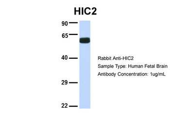 HIC2 Rabbit Polyclonal Antibody
