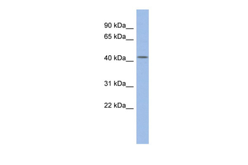 DPF2 Rabbit Polyclonal Antibody