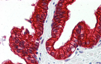 SP3 Rabbit Polyclonal Antibody
