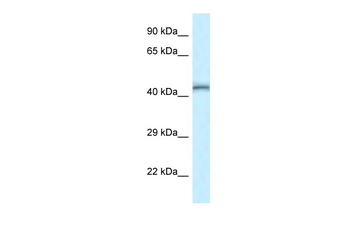 Tead4 Rabbit Polyclonal Antibody
