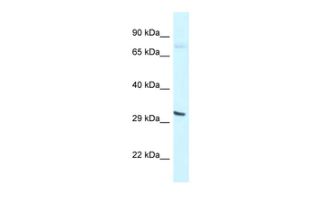 Bhlhe41 Rabbit Polyclonal Antibody