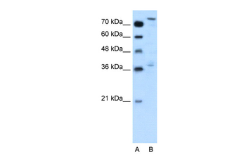 NFE2L3 Rabbit Polyclonal Antibody