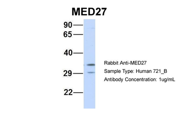 MED27 Rabbit Polyclonal Antibody
