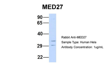 MED27 Rabbit Polyclonal Antibody