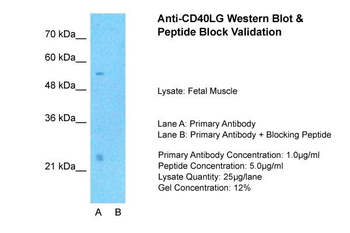 CD40LG Rabbit Polyclonal Antibody