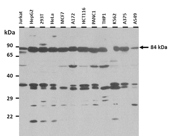 PCSK1 Rabbit Polyclonal Antibody