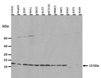 CCK Rabbit Polyclonal Antibody