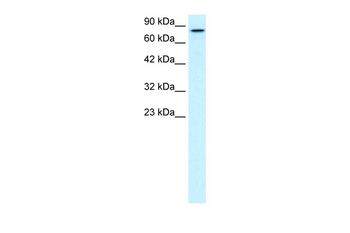 KIF3B Rabbit Polyclonal Antibody