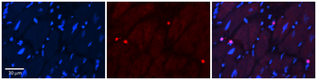 Ppara Rabbit Polyclonal Antibody