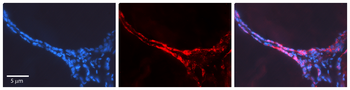 CUX1 Rabbit Polyclonal Antibody