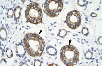 RFP2 Rabbit Polyclonal Antibody