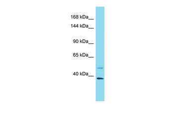 PER1 Rabbit Polyclonal Antibody