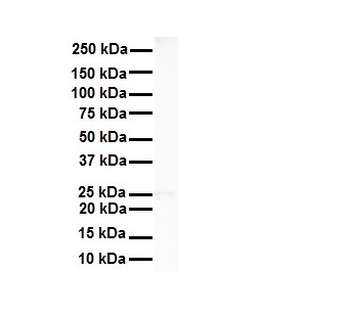 RNF2 Rabbit Polyclonal Antibody