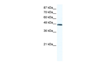 ENO1 Rabbit Polyclonal Antibody