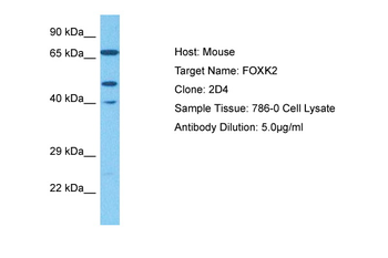 FOXK2 Rabbit Polyclonal Antibody