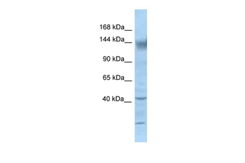 Kcnh2 Rabbit Polyclonal Antibody