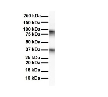 GABRA5 Rabbit Polyclonal Antibody