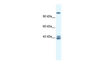 GRIN2C Rabbit Polyclonal Antibody
