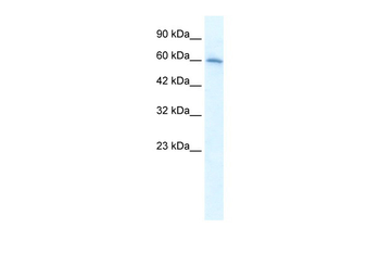 CHRNA7 Rabbit Polyclonal Antibody