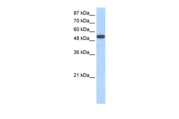 ZNF416 Rabbit Polyclonal Antibody