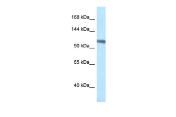 Mcm4 Rabbit Polyclonal Antibody