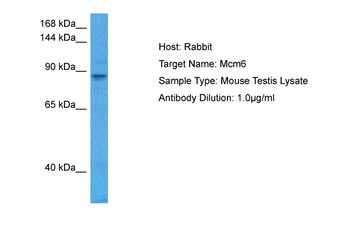 MCM6 Rabbit Polyclonal Antibody