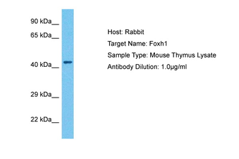 FOXH1 Rabbit Polyclonal Antibody