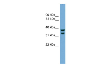 Irf1 Rabbit Polyclonal Antibody