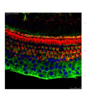 Atf4 Rabbit Polyclonal Antibody
