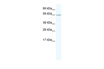 KHDRBS1 Rabbit Polyclonal Antibody